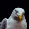StevenSeagull