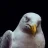 StevenSeagull